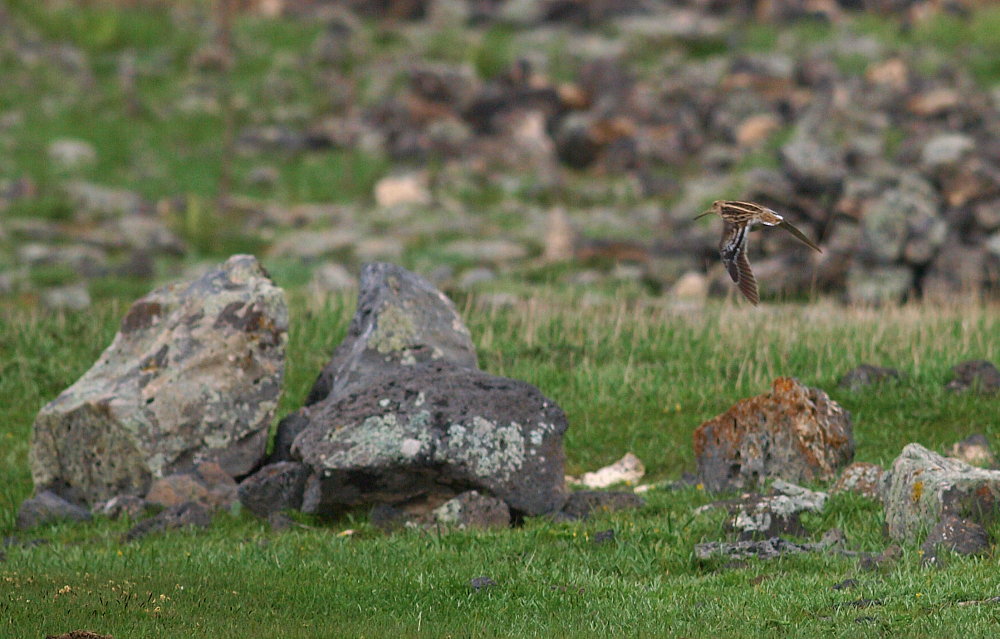 Great Snipe