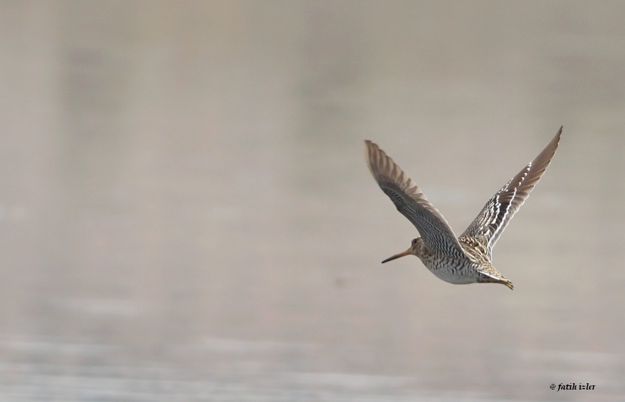 Great Snipe