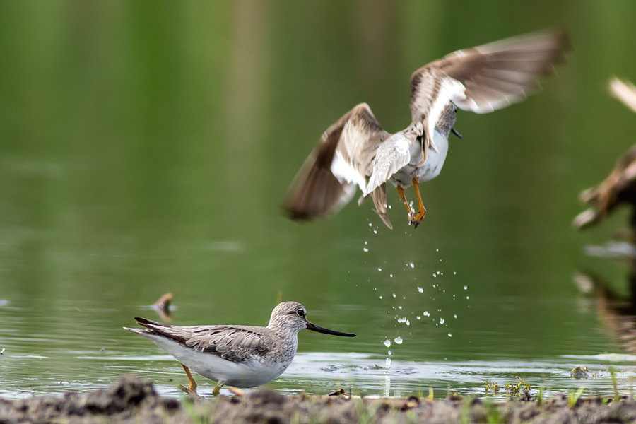 Terek Sandpiper
