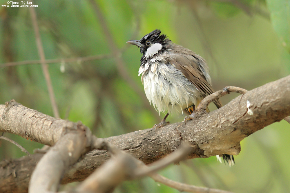 White-eared Bulbul