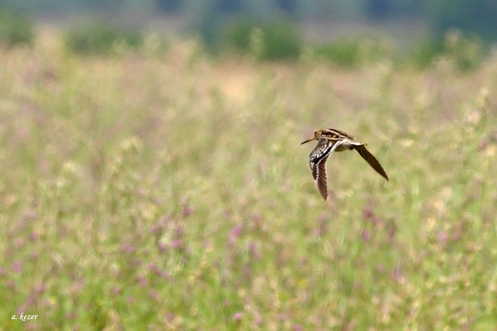 Great Snipe