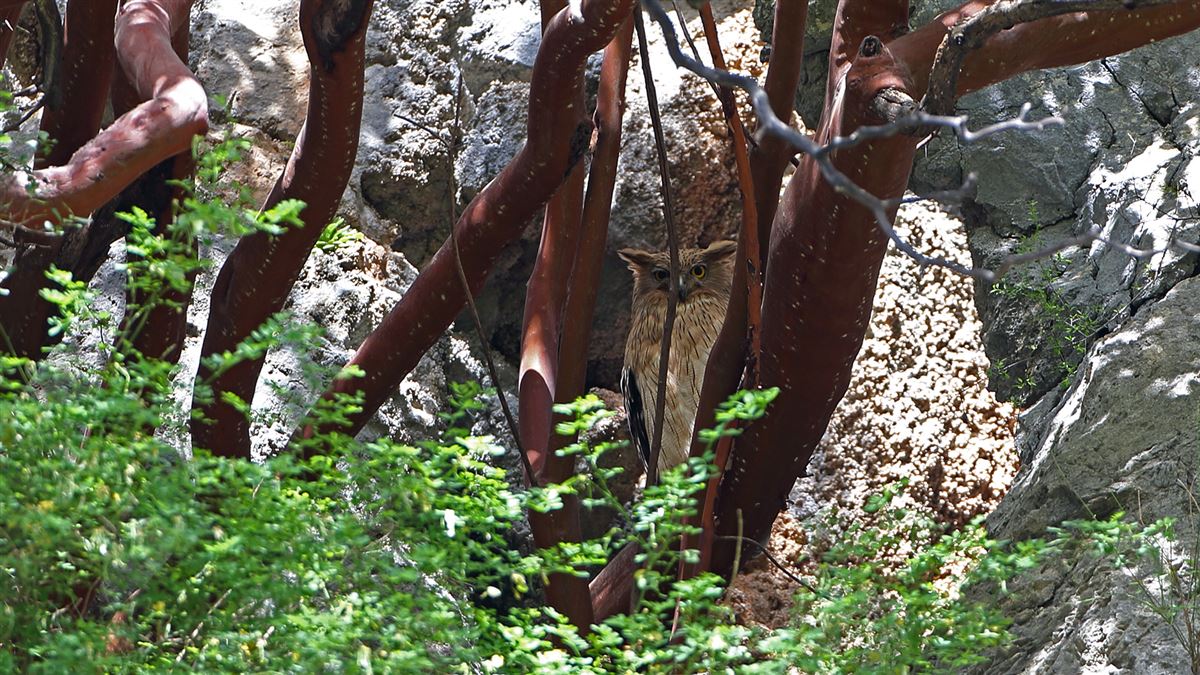 Brown Fish Owl