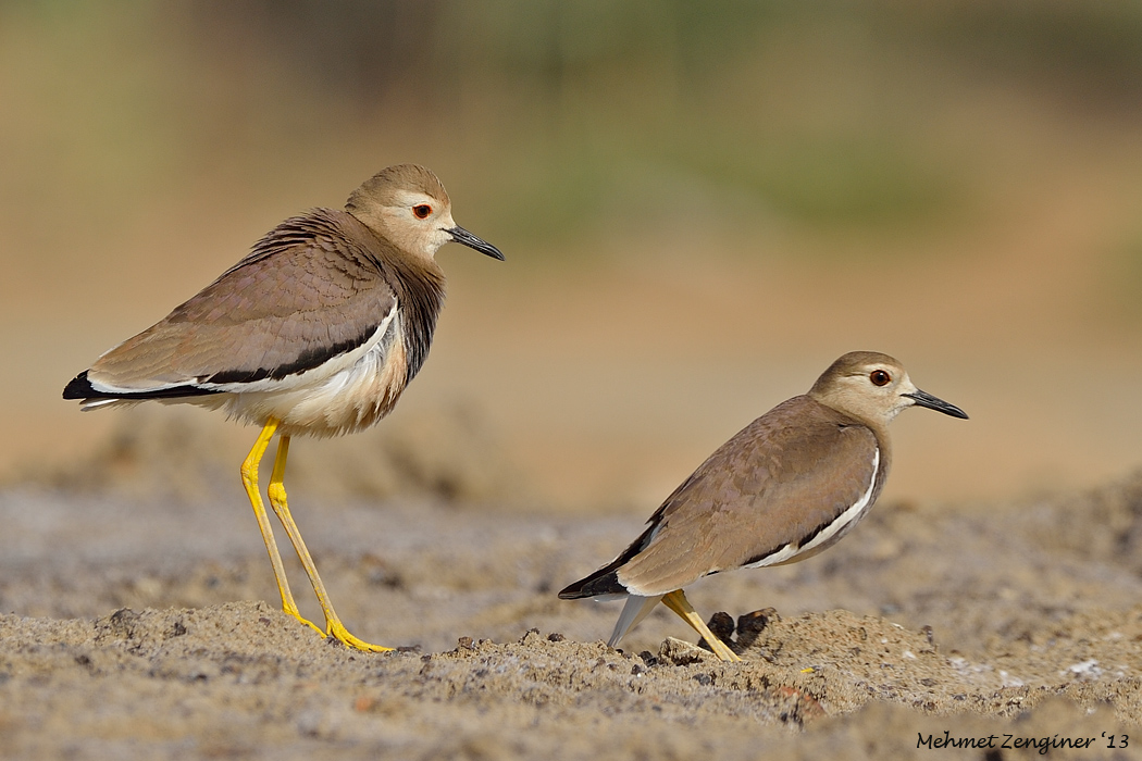 White-tailed Lapwing