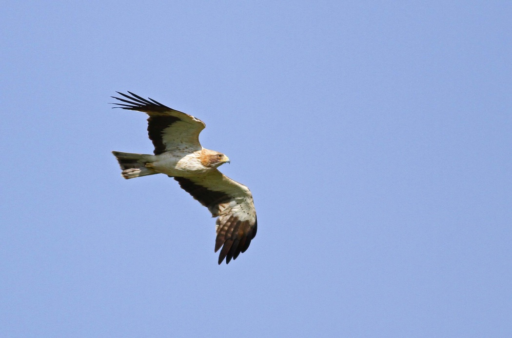 Küçük Kartal