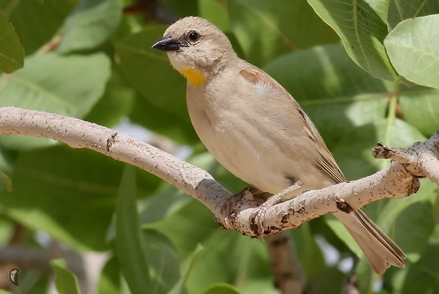 Yellow-throated Sparrow