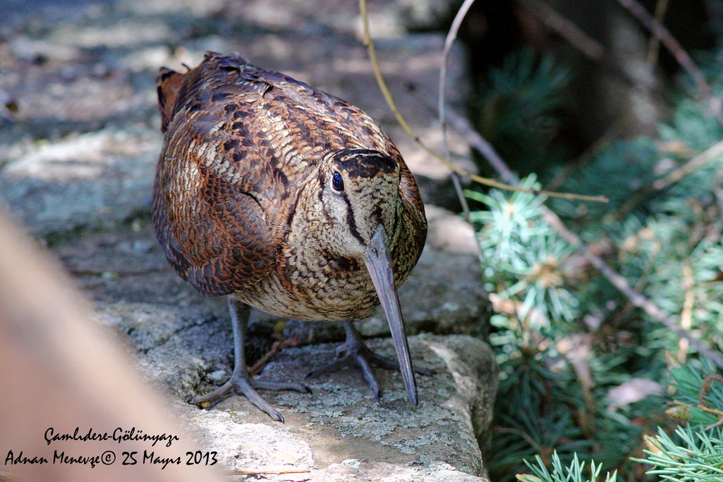Eurasian Woodcock