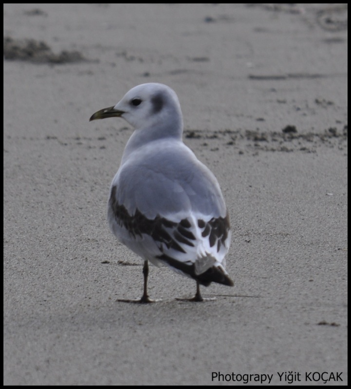 Black-legged Kittiwake
