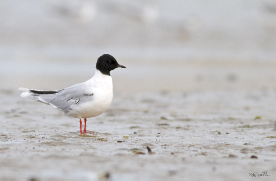 Little Gull