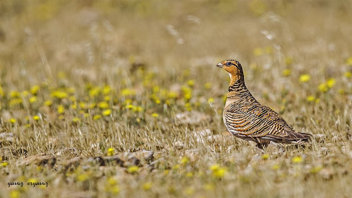 Pin-tailed Sandgrouse