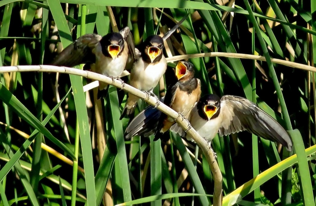Barn Swallow