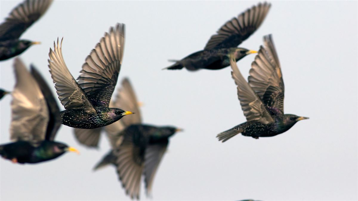 Common Starling