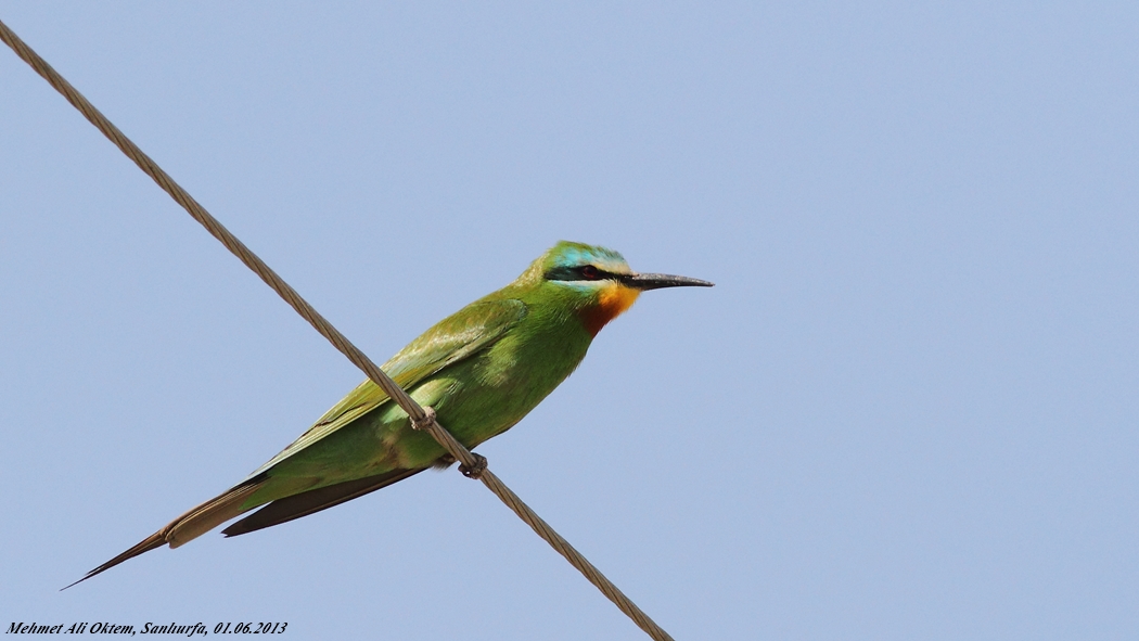 Blue-cheeked Bee-eater
