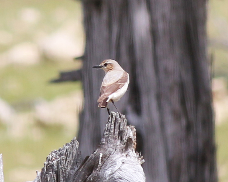 Northern Wheatear