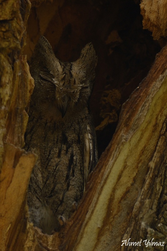 Pallid Scops Owl