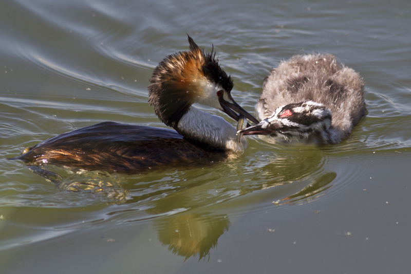 Great Crested Grebe