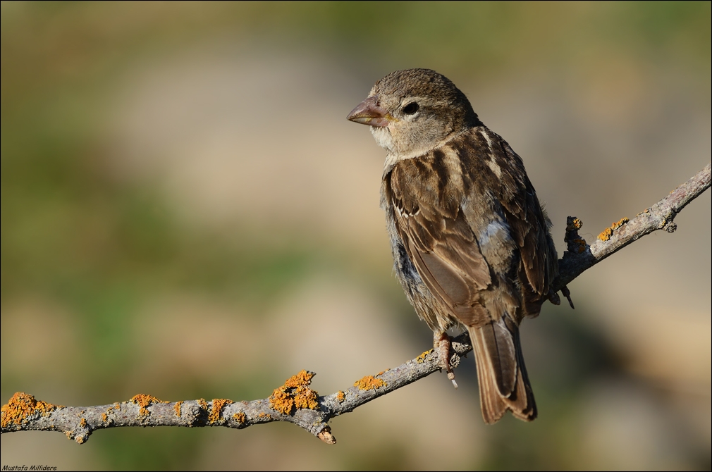 House Sparrow