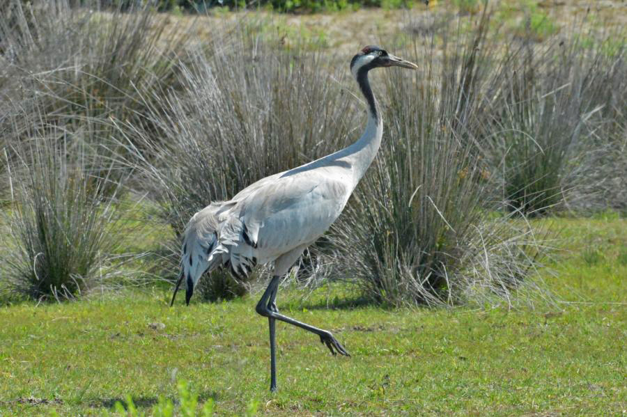 Common Crane
