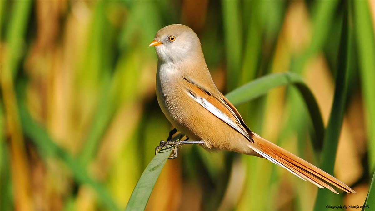 Bearded Reedling