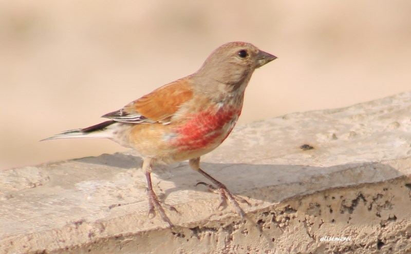 Common Linnet