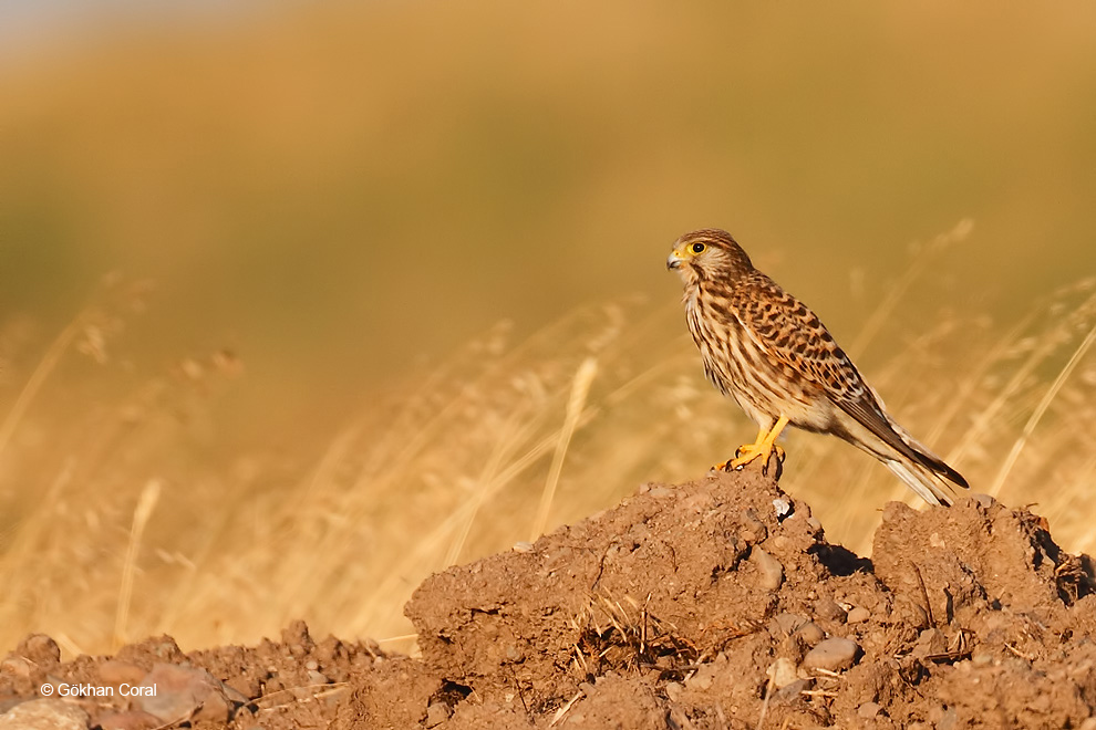 Common Kestrel