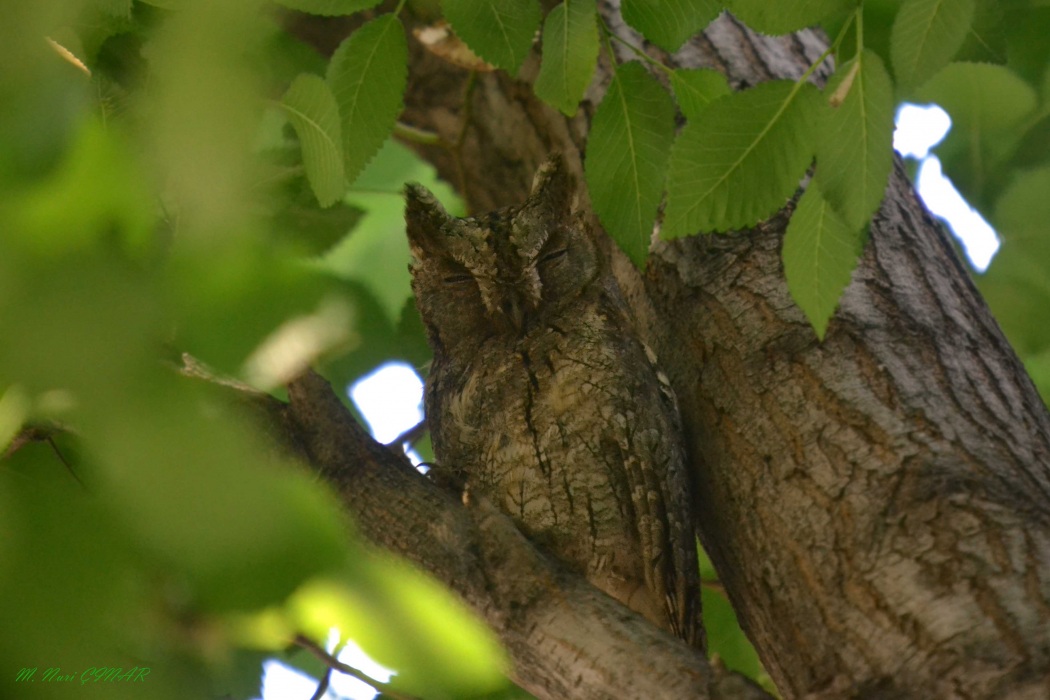 Eurasian Scops Owl