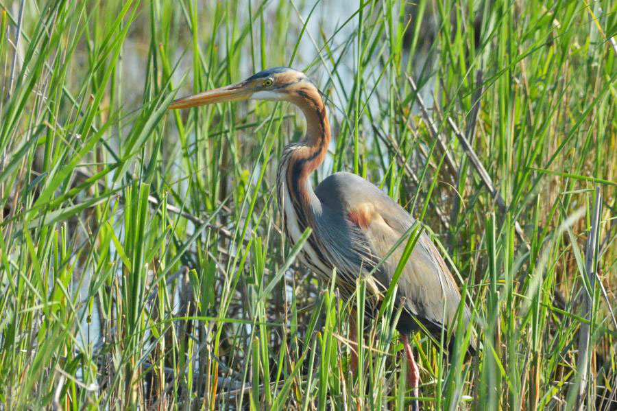 Purple Heron