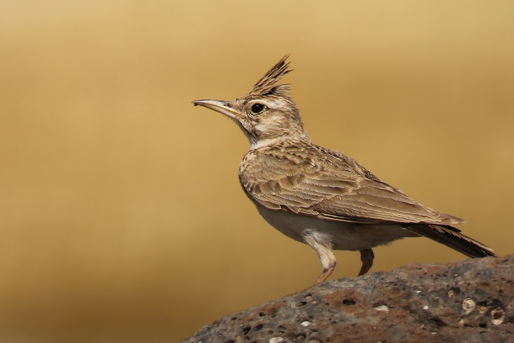 Crested Lark