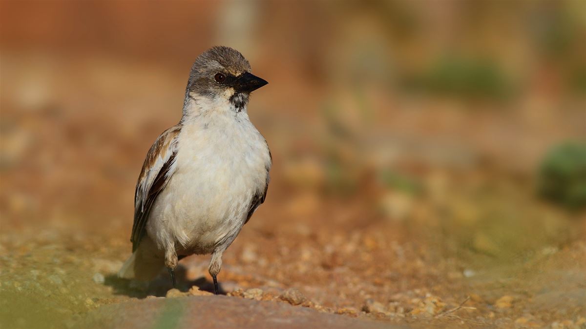 White-winged Snowfinch