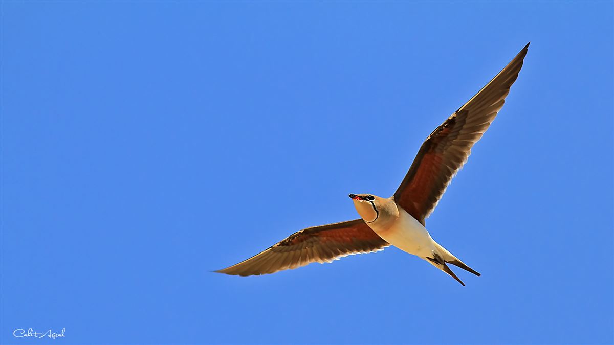 Collared Pratincole