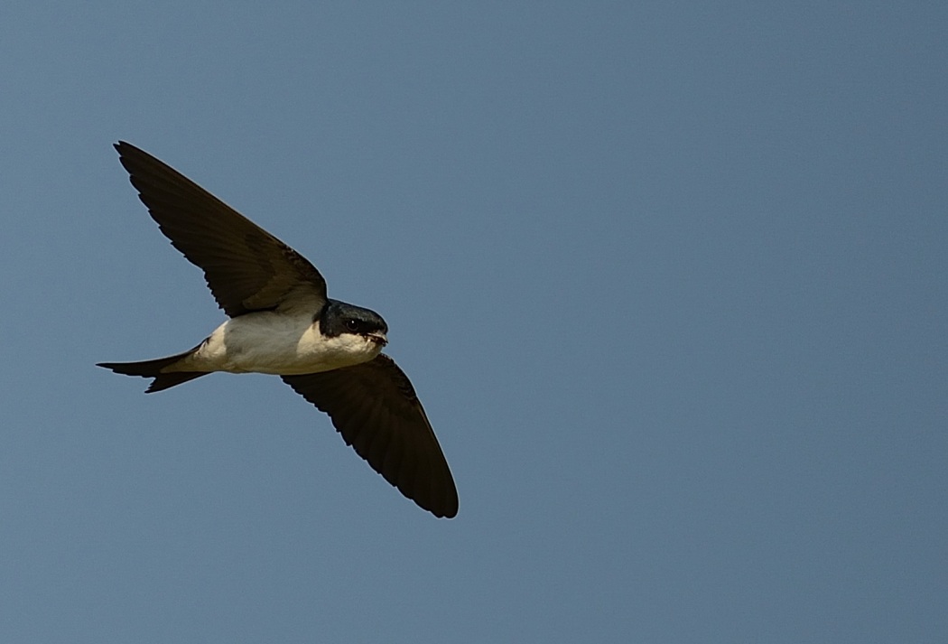 Common House Martin