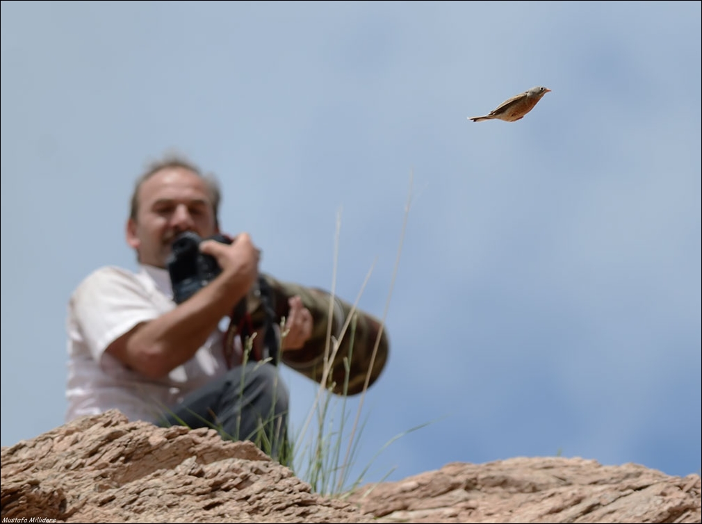 Grey-necked Bunting