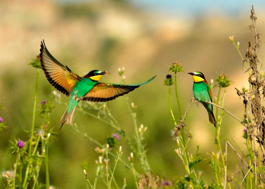 European Bee-eater