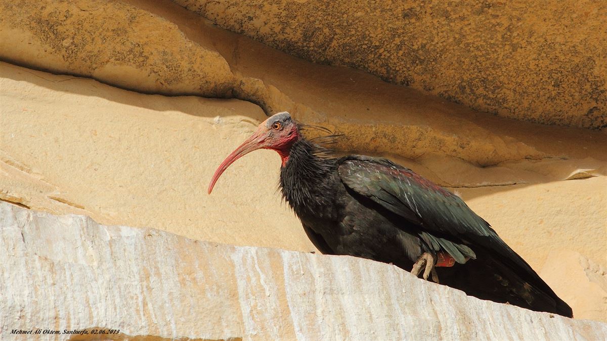 Northern Bald Ibis