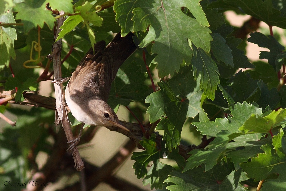 Upcher`s Warbler