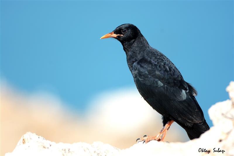 Red-billed Chough