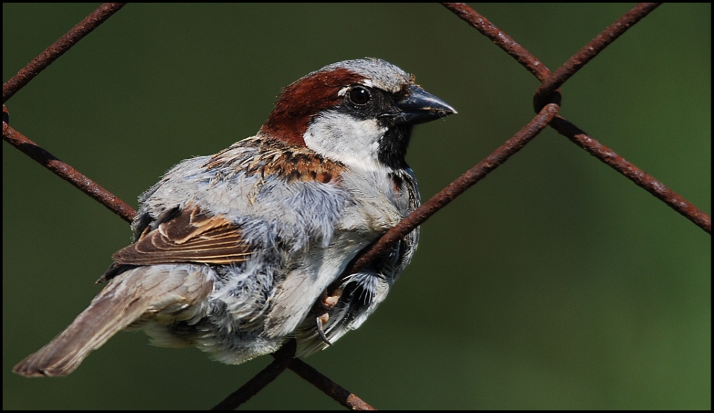 House Sparrow