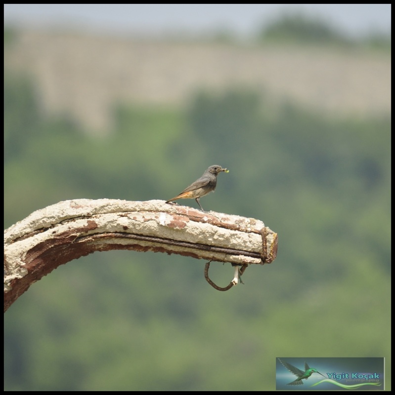 Black Redstart