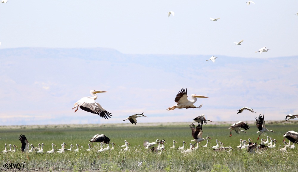 Great White Pelican