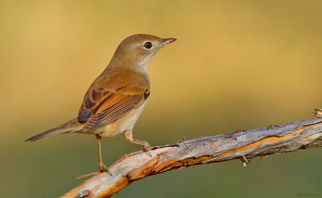 Common Whitethroat