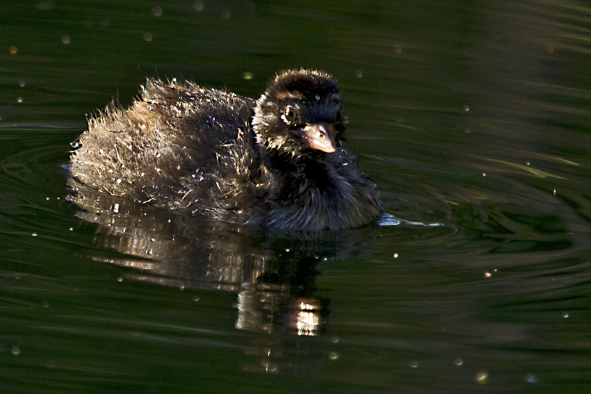 Little Grebe
