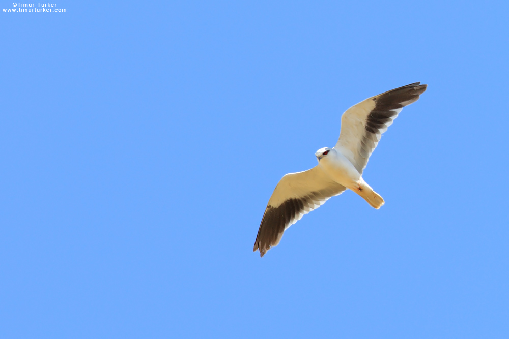 Black-winged Kite