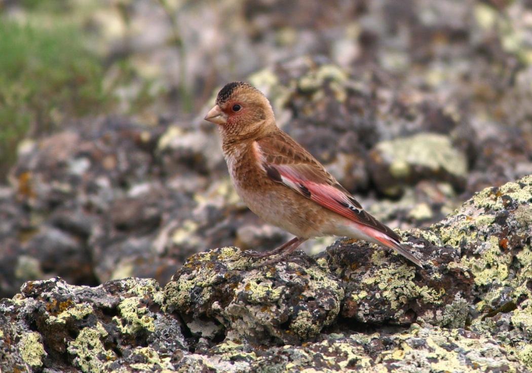 Crimson-winged Finch