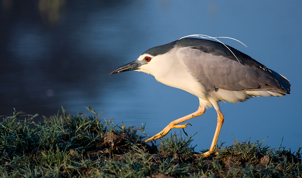 Black-crowned Night Heron