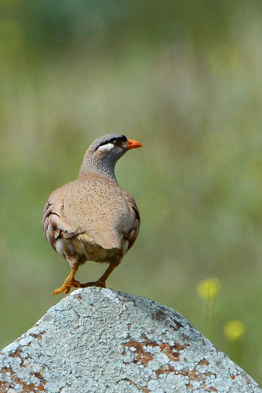 See-see Partridge