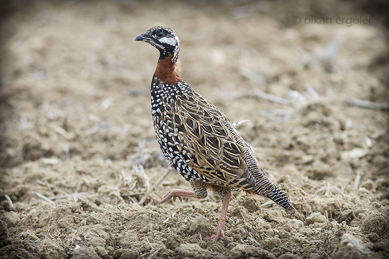 Black Francolin