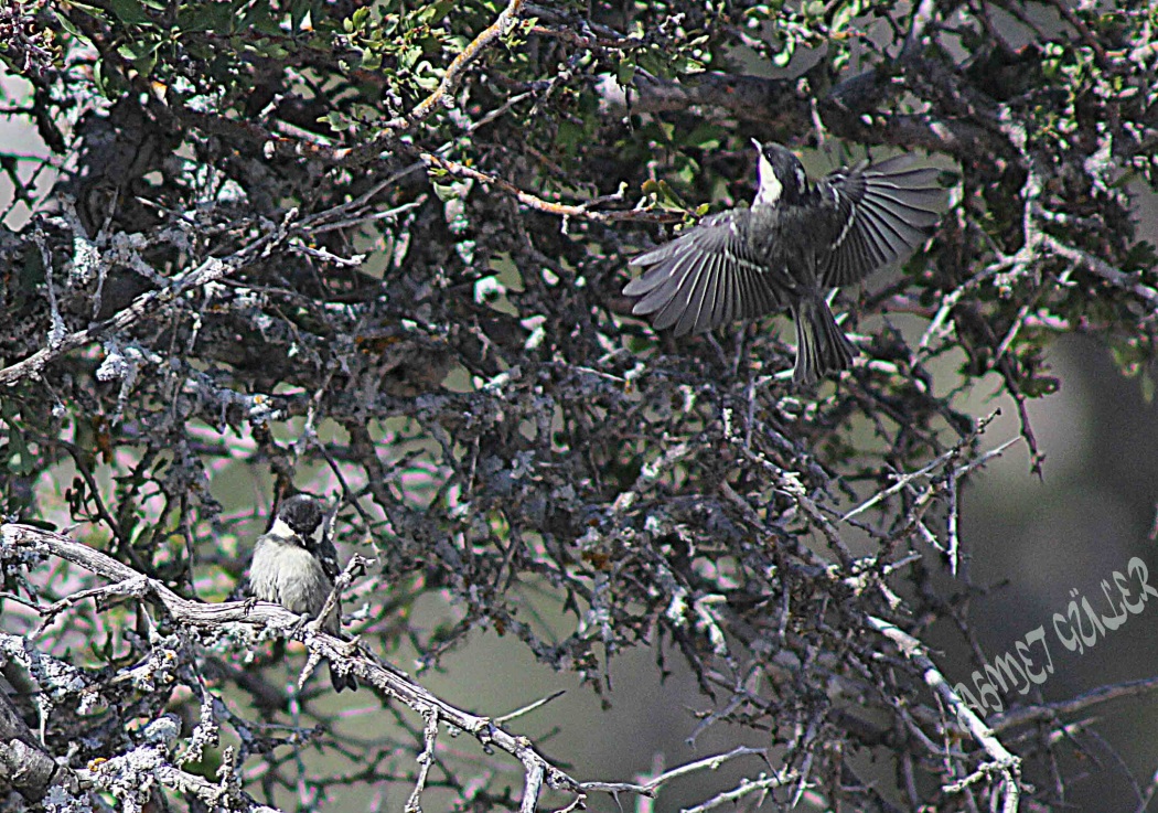 Coal Tit