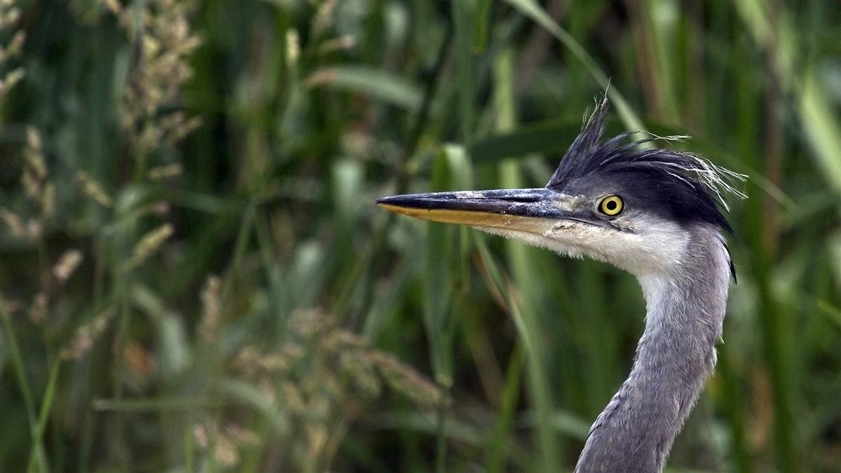 Grey Heron