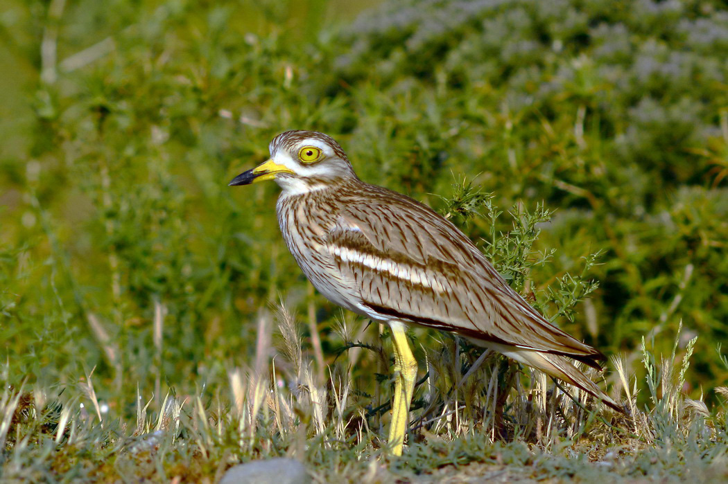 Eurasian Stone-curlew