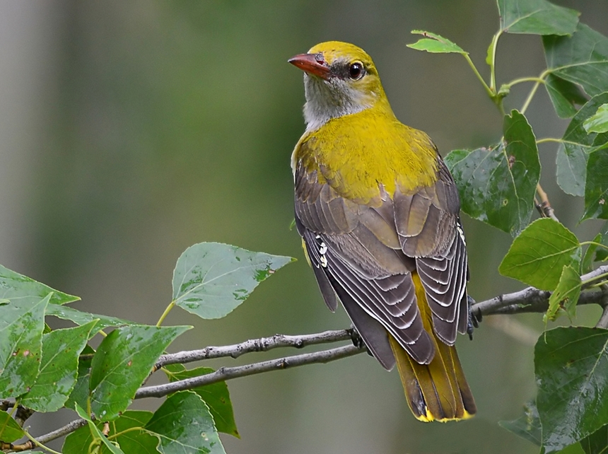 Eurasian Golden Oriole