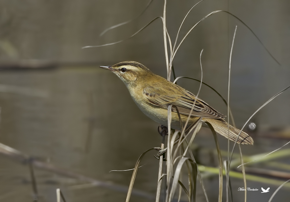 Sedge Warbler